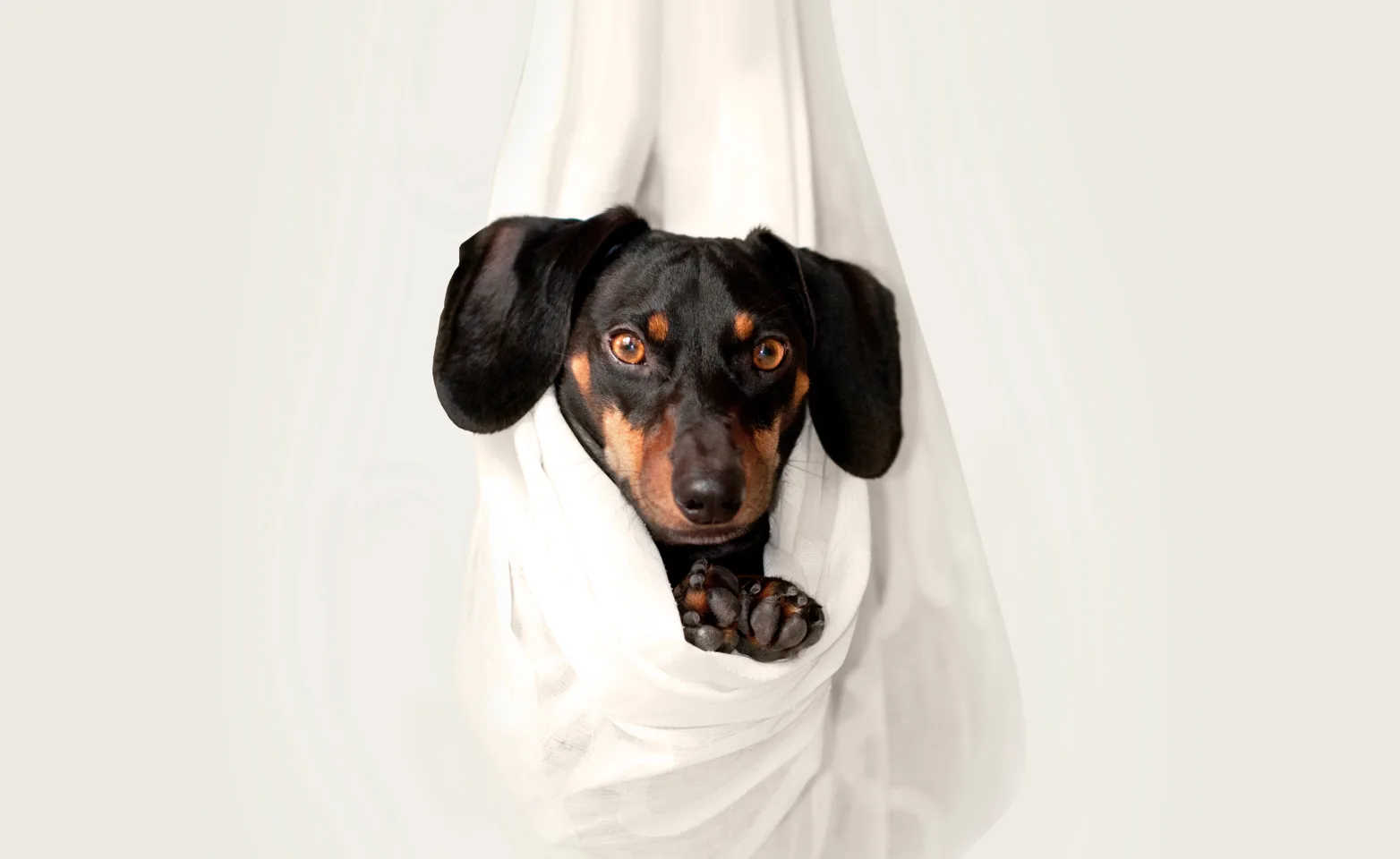 dog hanging in a towel